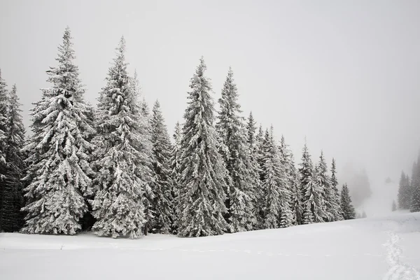 Granar täckta med snö — Stockfoto