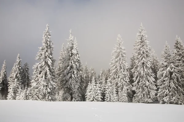 Abeto cubierto de nieve — Foto de Stock