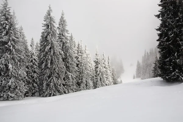 Fir trees covered with snow Stock Photo