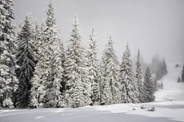 Fir trees covered with snow Stock Photo