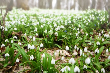 Kardelen (Galanthus nivalis)