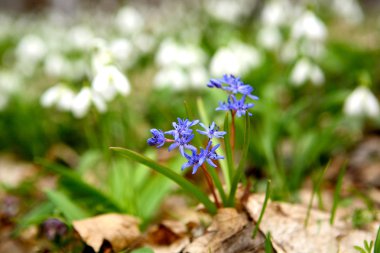 İki yaprak squill - baharın ilk çiçek