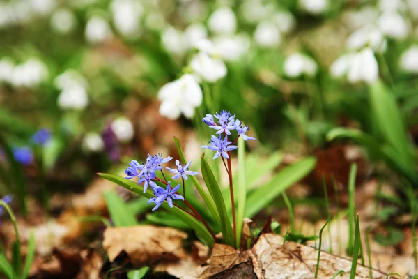İki yaprak squill - baharın ilk çiçek
