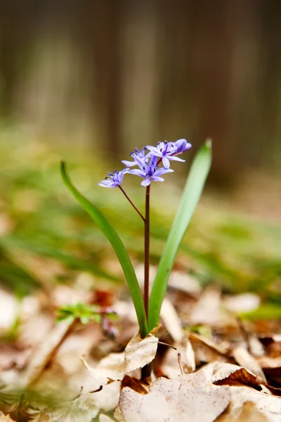 Two-leaf squill - first flower of spring — Stock Photo, Image