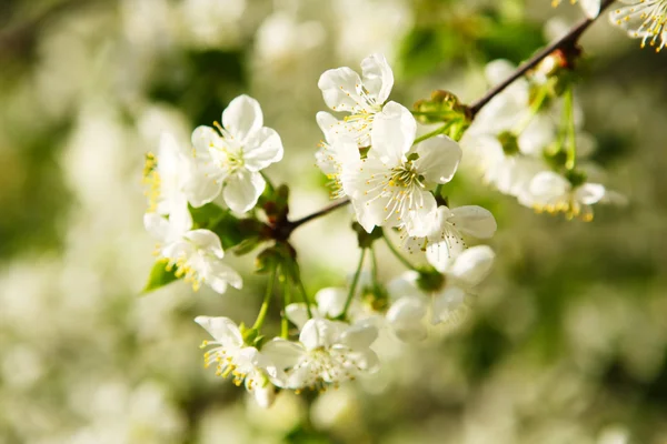 Cereja florida (Prunus cerasus ) — Fotografia de Stock