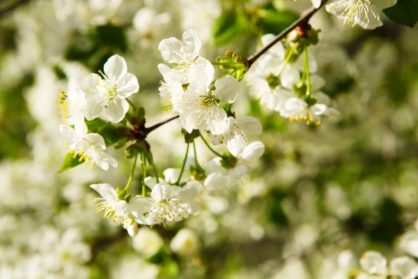 Cereja florida (Prunus cerasus ) — Fotografia de Stock