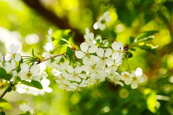 Cereja florida (Prunus cerasus ) — Fotografia de Stock