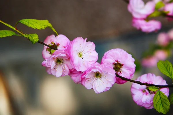 Ameixa japonesa florescente — Fotografia de Stock