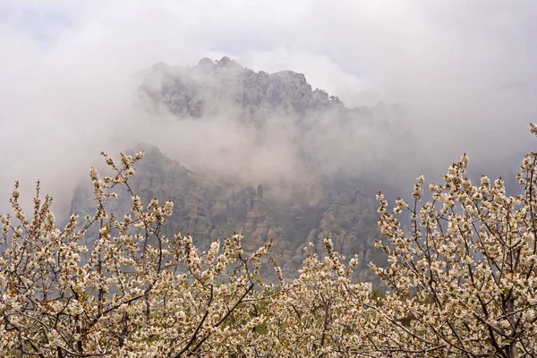 Inflorescencia en las cerezas de rama — Foto de Stock