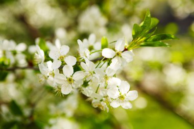 Çiçekli kiraz (Prunus cerasus)