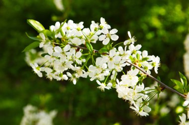 Çiçekli kiraz (Prunus cerasus)