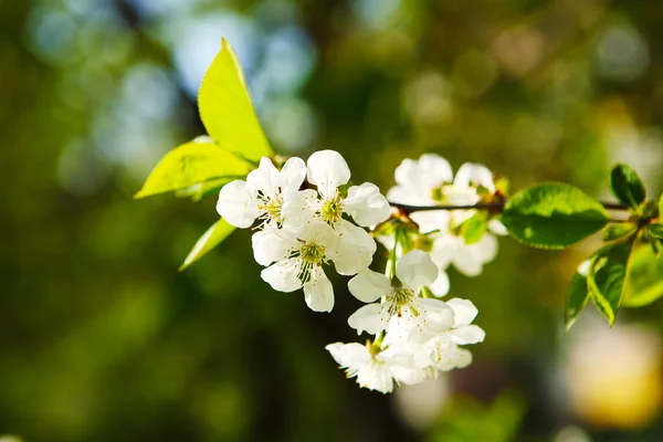 Cereja florida (Prunus cerasus ) — Fotografia de Stock
