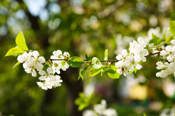 Cereja florida (Prunus cerasus ) — Fotografia de Stock