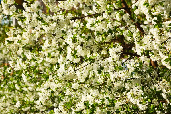 Cereja florida (Prunus cerasus ) — Fotografia de Stock