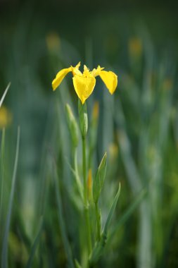 Çiçek açan Iris Pseudacorus