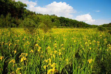 Çiçek açan Iris Pseudacorus