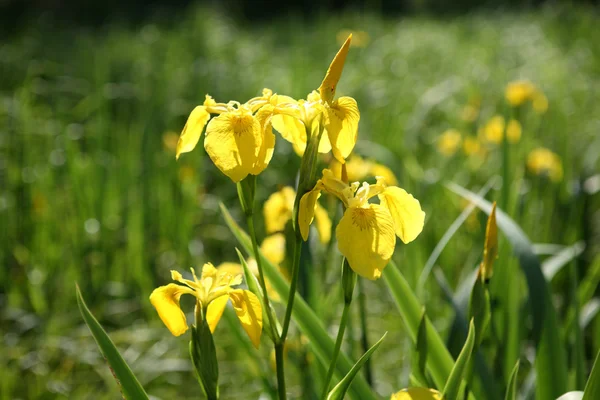 Iris en fleurs Pseudacorus — Photo