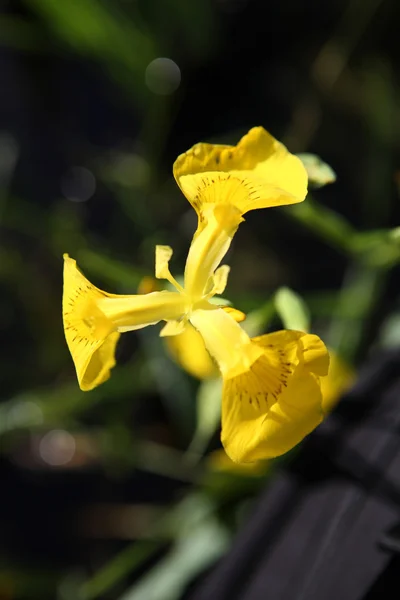 Íris em flor Pseudacorus — Fotografia de Stock