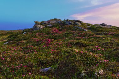 Karpatlar çiçekli rhodonendron
