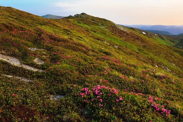 Kwitnienia rhodonendron w Karpatach — Zdjęcie stockowe