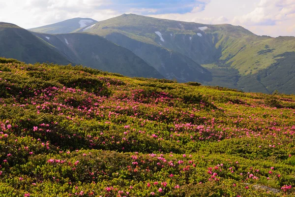 Rodonendro in fiore nei Carpazi — Foto Stock