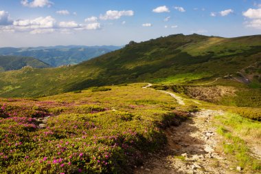 Karpatlar çiçekli rhodonendron