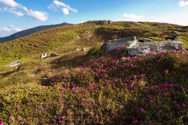 Karpatlar çiçekli rhodonendron