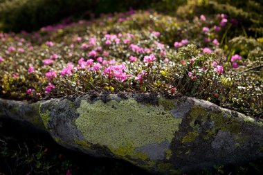 çiçek açan ormangülü