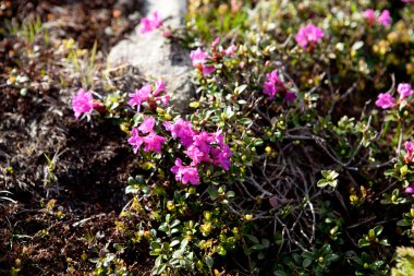 çiçek açan ormangülü