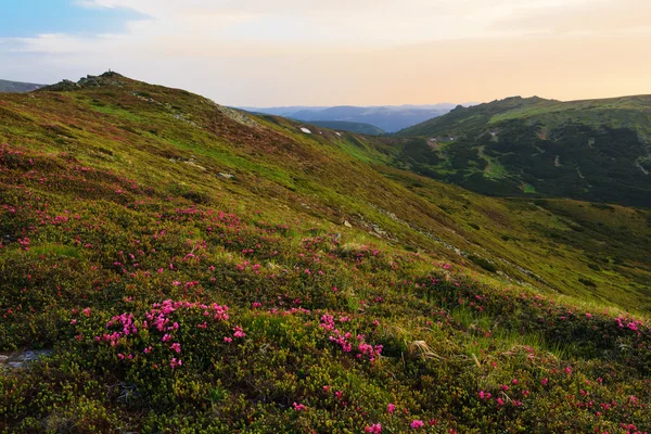 Flowering rhodonendron in the Carpathians — Stock Photo, Image