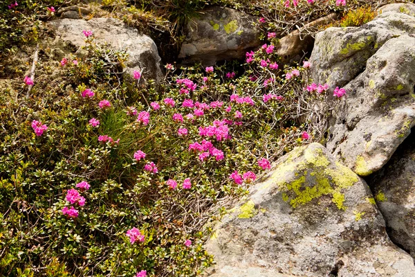 The blooming rhododendron — Stock Photo, Image