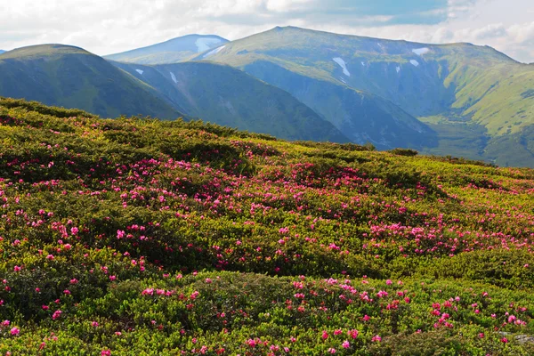 カルパチア山脈における開花 rhodonendron — ストック写真