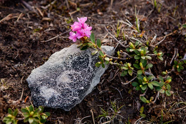 Цветущий рододендрон — стоковое фото