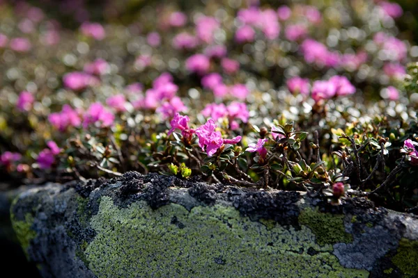 The blooming rhododendron — Stock Photo, Image