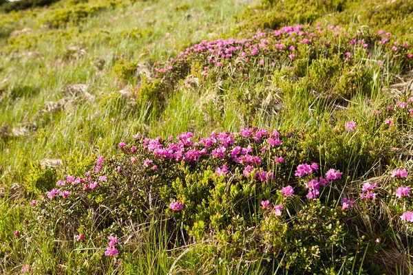 The blooming rhododendron — Stock Photo, Image