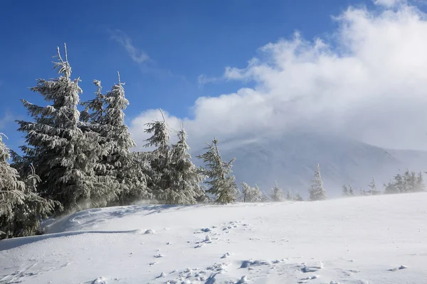 Schneebedeckte Fichten Den Bergen — Stockfoto