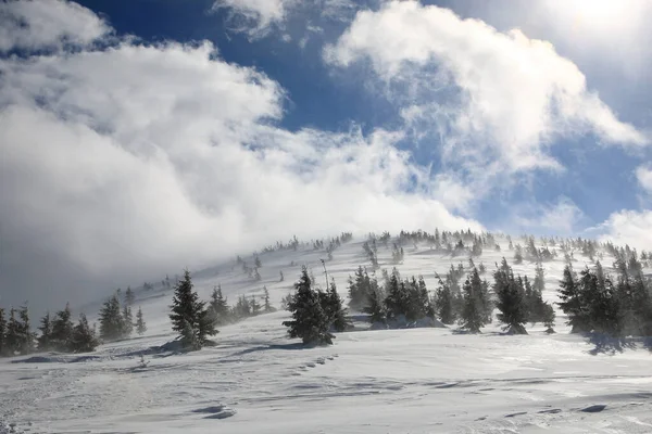 Schneebedeckte Fichten Den Bergen — Stockfoto