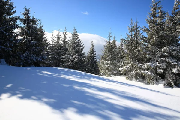 山の中の雪で覆われたトウヒ — ストック写真