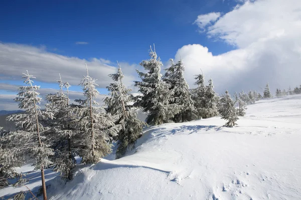 Świerk Pokryty Śniegiem Górach — Zdjęcie stockowe