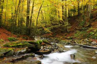 Sonbahar kayın ormanında şelale. Doğu Karpatlar.