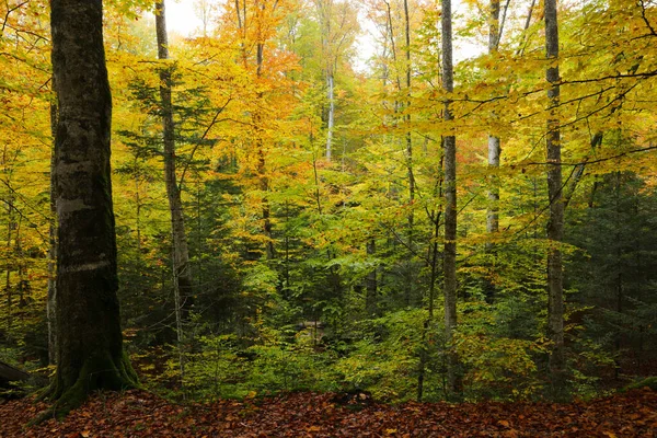 Outono Floresta Faia Cárpatos Orientais — Fotografia de Stock