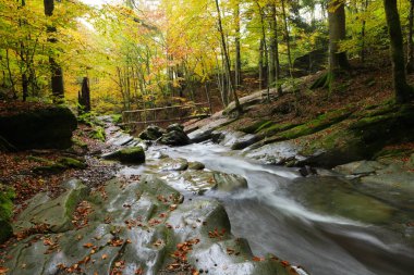 Sonbahar kayın ormanında şelale. Doğu Karpatlar.