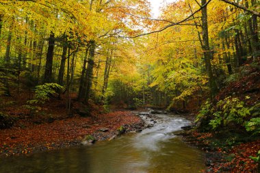 Sonbahar kayın ormanında şelale. Doğu Karpatlar.