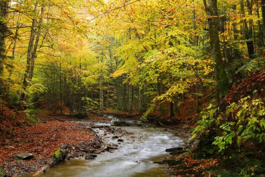 Sonbahar kayın ormanında şelale. Doğu Karpatlar.