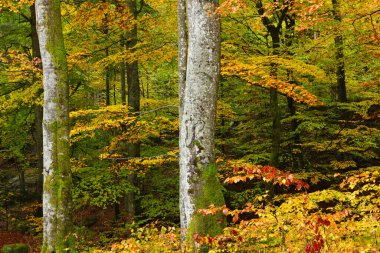 Sonbaharda kayın ormanı. Doğu Karpatlar.