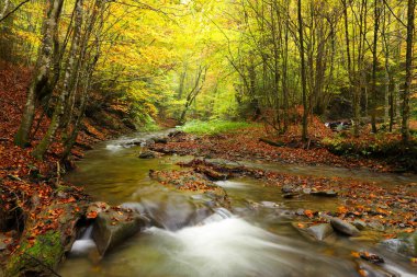 Sonbahar kayın ormanında şelale. Doğu Karpatlar.