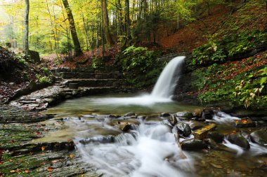 Sonbahar kayın ormanında şelale. Doğu Karpatlar.