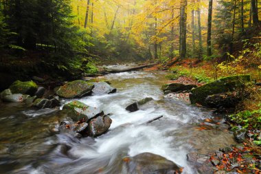 Sonbahar kayın ormanında şelale. Doğu Karpatlar.
