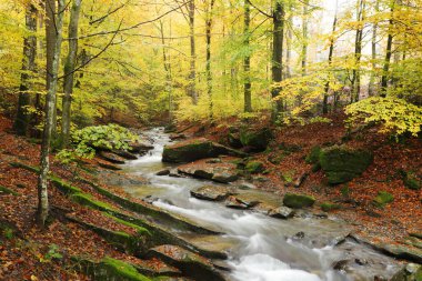 Sonbahar kayın ormanında şelale. Doğu Karpatlar.