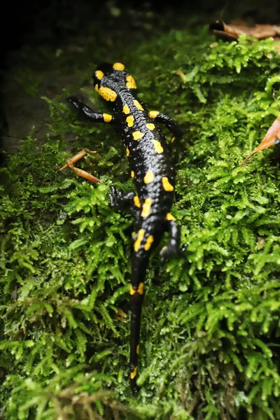 Fire salamander in the natural environment. Eastern Carpathians.